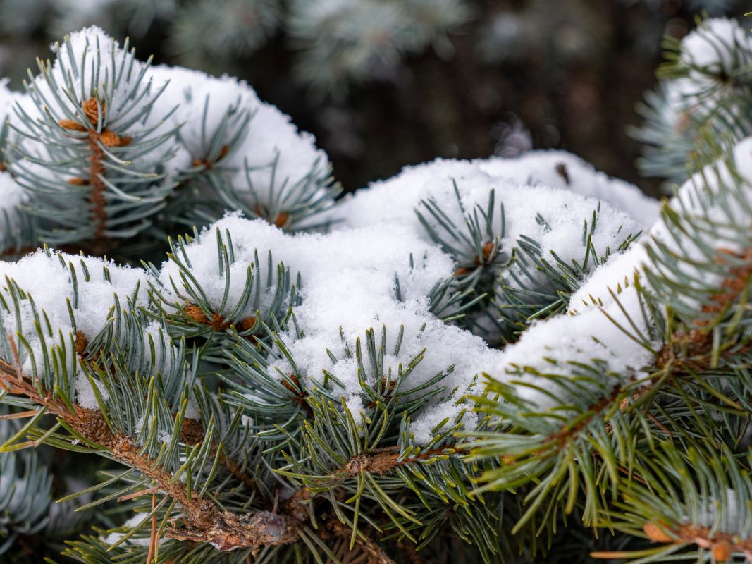 Ждать потепления? Воронежцам рассказали о погоде на новогодних каникулах