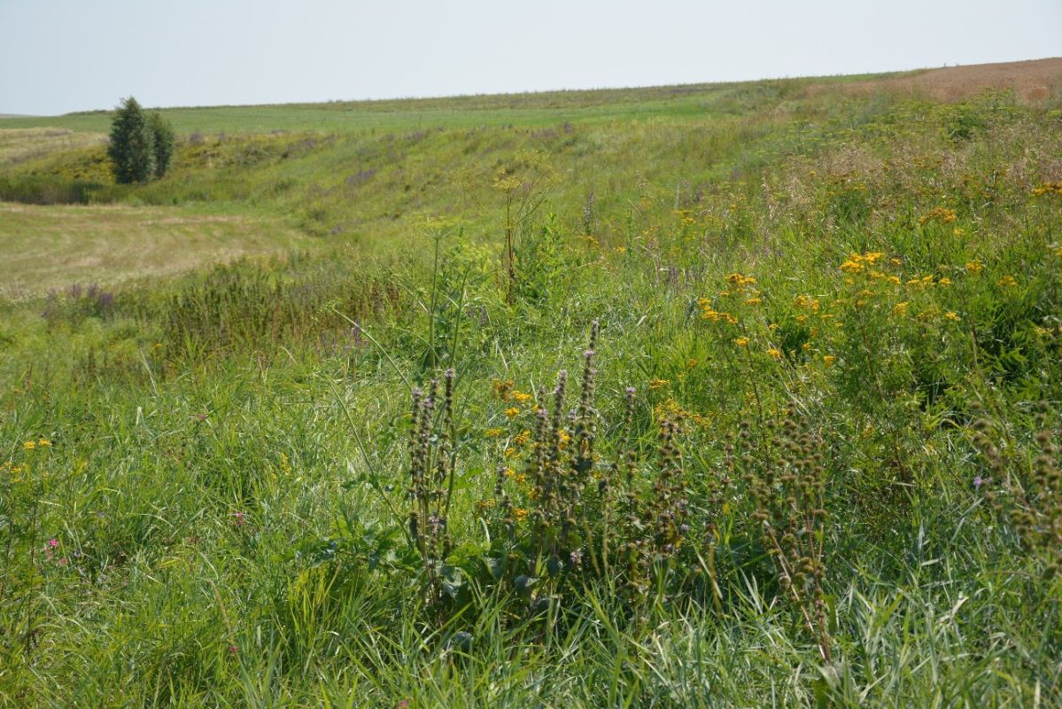 Редкий вид растения нашли в&nbsp;одном из&nbsp;воронежских заказников