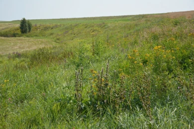 Редкий вид растения нашли в одном из воронежских заказников