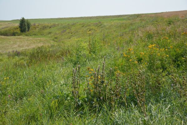 Редкий вид растения нашли в одном из воронежских заказников