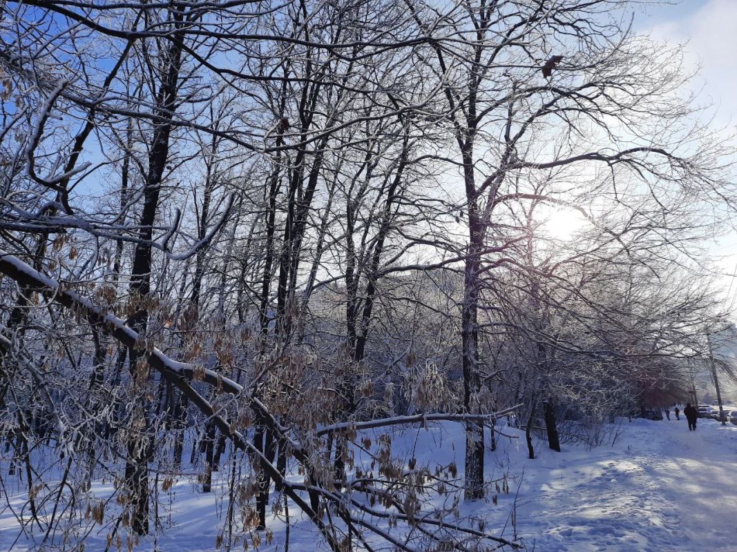Какая погода будет в Воронеже на первой неделе января