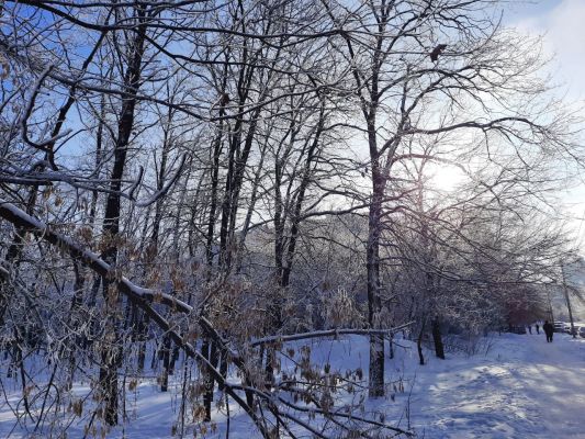 Какая погода будет в Воронеже на первой неделе января
