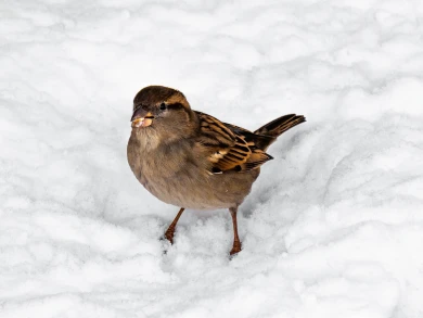 Мощный снегопад надвигается на Воронеж и область
