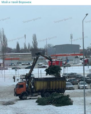 «Столько загубленных деревьев!» Куда попадают непроданные новогодние ели, показали на фото в Воронеже