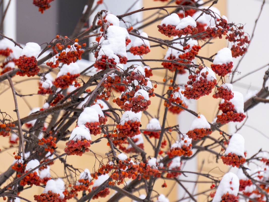 Головокружительное потепление на&nbsp;17° ждёт воронежцев