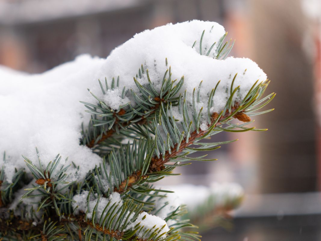 Прогноз погоды в Воронеже на субботу, 3 января&nbsp;