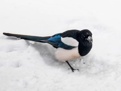 Нагрянут лютые морозы? О погоде в Воронеже в январе рассказал синоптик