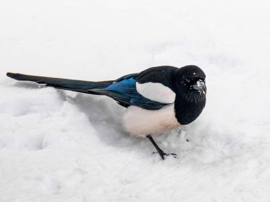 Нагрянут лютые морозы? О погоде в Воронеже в январе рассказал синоптик