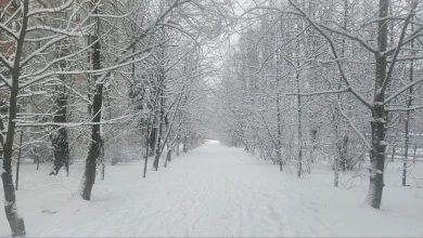 Прогноз погоды в Воронеже на понедельник, 5 января