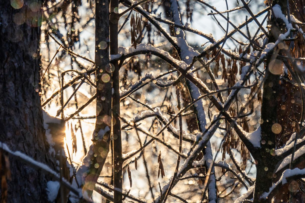 Прогноз погоды в Воронеже на пятницу, 9 января