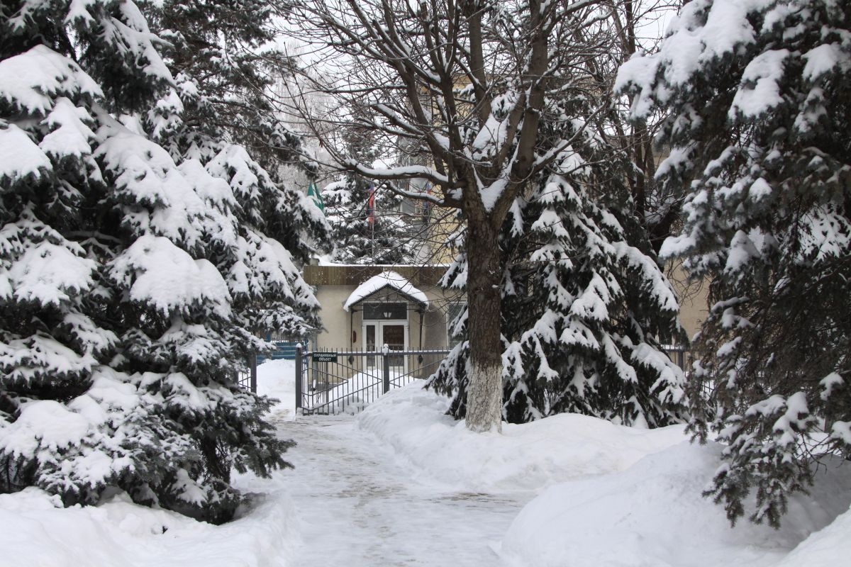 Ждать ли морозов? Какая погода будет на первой рабочей неделе года в Воронеже