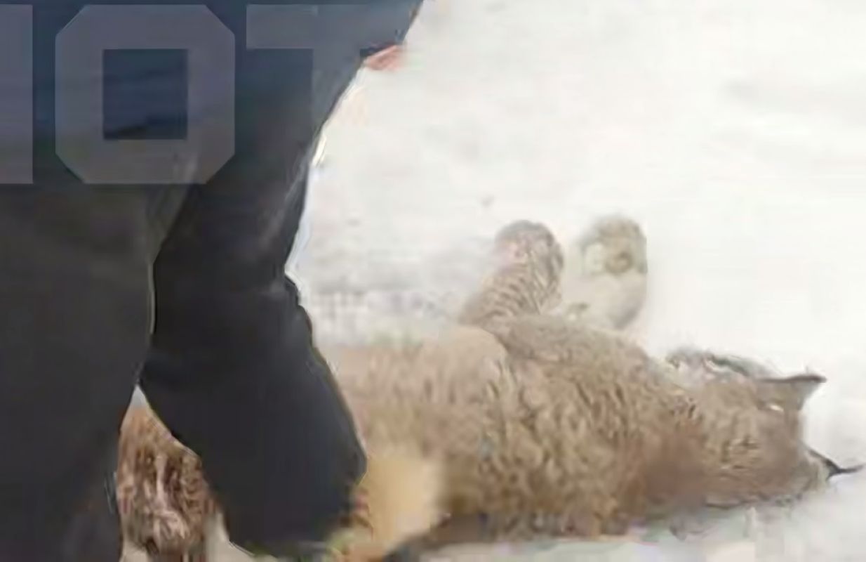 Бешеная рысь напала на&nbsp;ребёнка в&nbsp;детском лагере