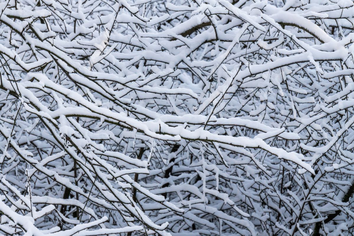 Похолодание до -23° нагрянет в Воронежскую область&nbsp;