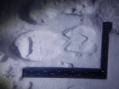 Полицейские нашли изрезавшего лицо белгородцу изувера по следам на снегу