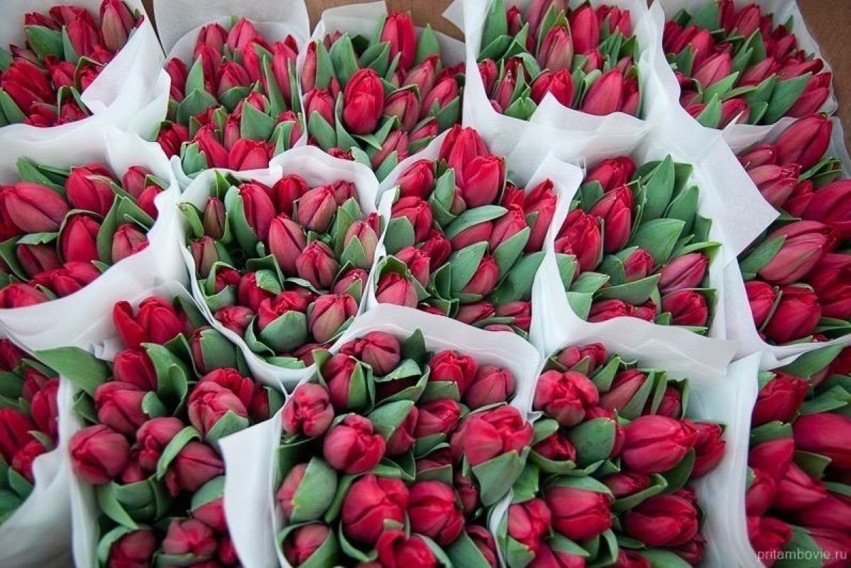 Более 700 тысяч тамбовских тюльпанов поступят в продажу в марте
