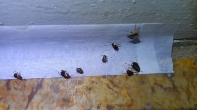 Неожиданно. Выяснилось, откуда взялись тараканы, захватившие многоэтажку в Воронеже