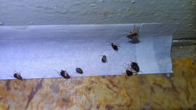 Неожиданно. Выяснилось, откуда взялись тараканы, захватившие многоэтажку в Воронеже