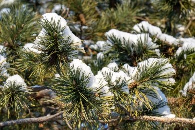Прогноз погоды в Воронеже на вторник, 20 января 