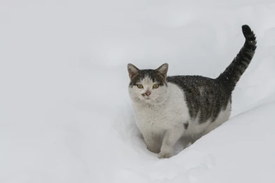 Когда перестанет идти снег в Воронеже
