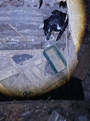 Бездомная собака попала в ловушку заброшенного дома в Воронеже