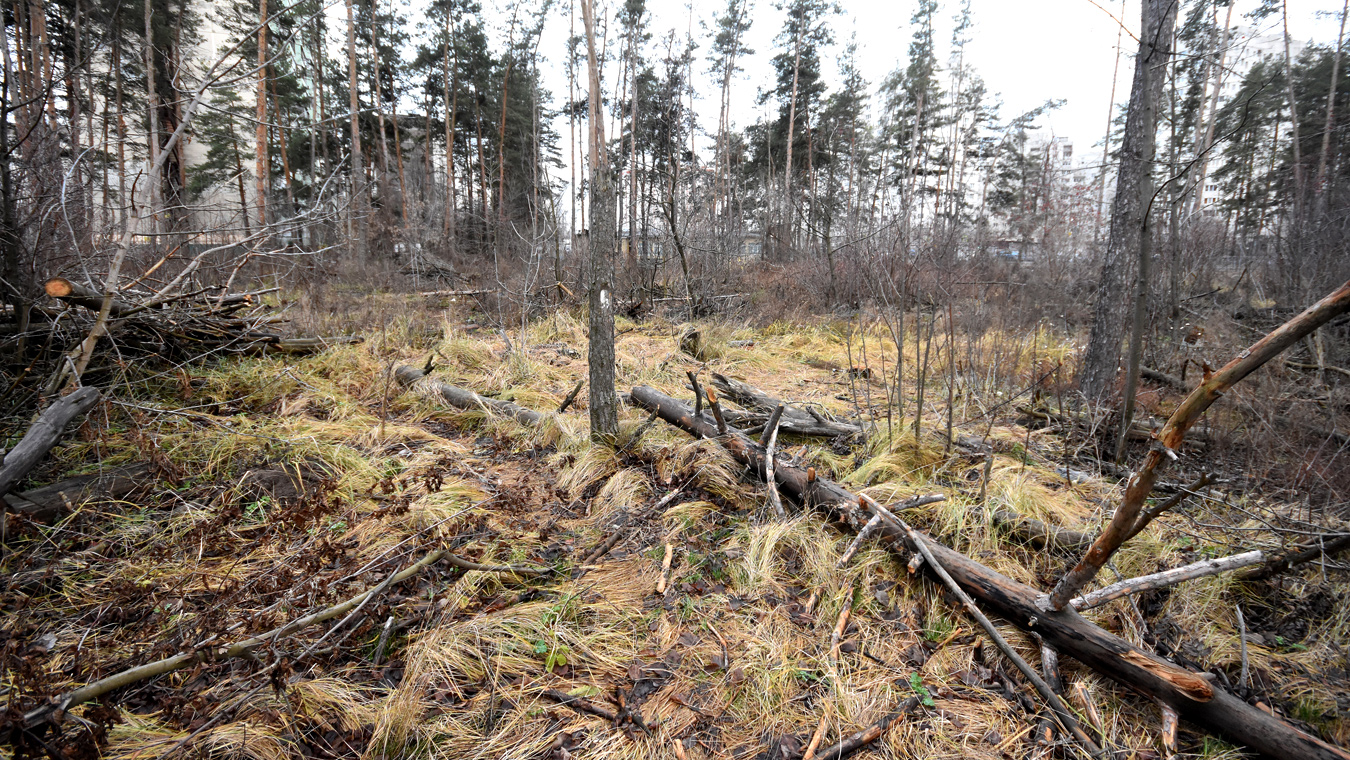 Почему продолжает погибать Северный лес