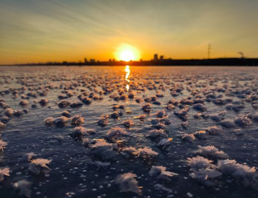 Ледяные «розы» необыкновенной красоты распустились на Воронежском водохранилище 