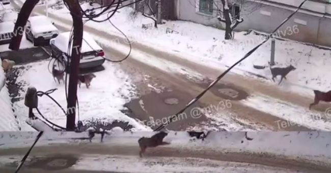 Нападением собак на ребёнка в Воронеже заинтересовалась прокуратура