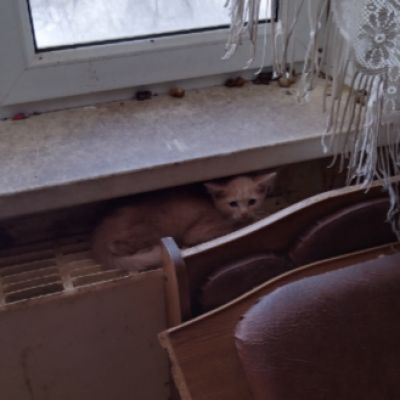 Труп мужчины, мёртвые животные и горы хлама. Квартиру ужасов вскрыли в Воронеже