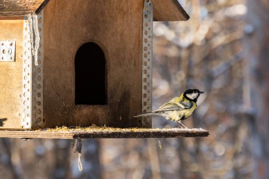 Прогноз погоды в Воронеже на субботу, 24 января