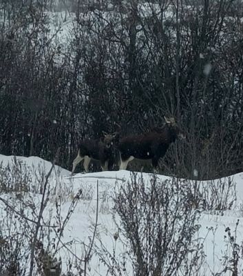 Мороз выгнал лосей из белгородских лесов в города
