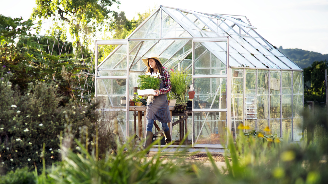 В тепличных условиях