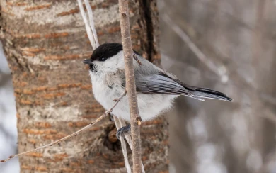 Стремительный перепад температур не даст воронежцам расслабиться