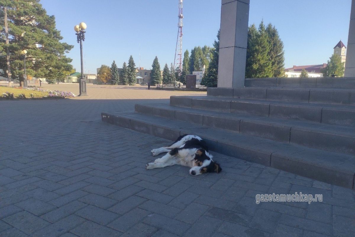 Мальчику, которого покусала бездомная собака, выплатят компенсацию