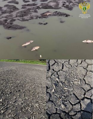 Незаконное строительство дамбы привело к массовому мору рыбы в Старом Осколе