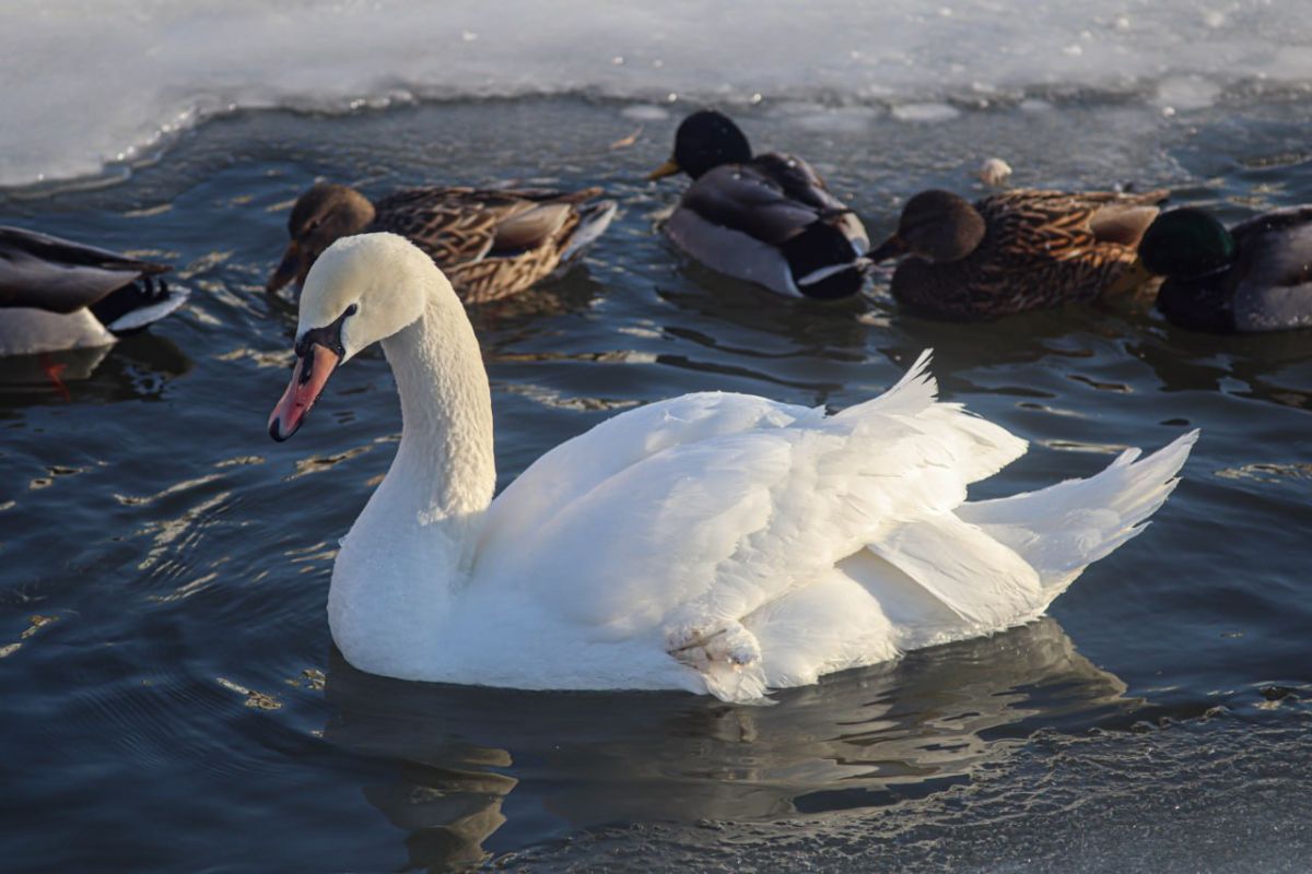 Стала известна причина смерти любимого белгородцами лебедя с Везелки