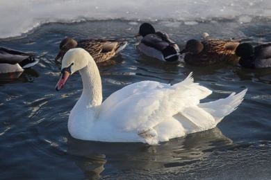 Стала известна причина смерти любимого белгородцами лебедя с Везелки