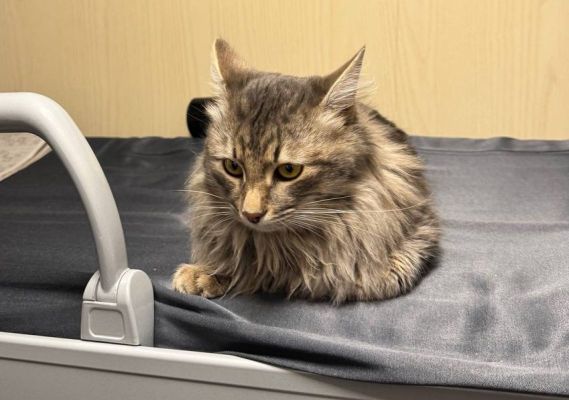 Неожиданная новость пришла о коте, сбежавшем из поезда в Воронежской области