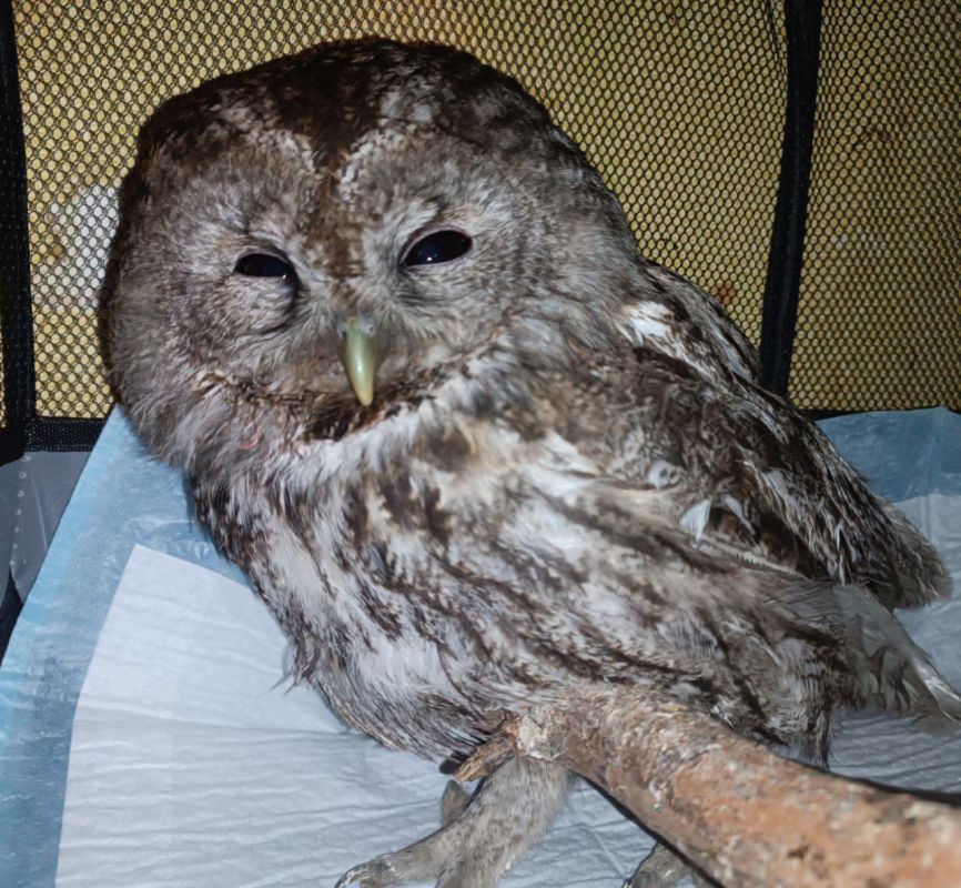 Крохотная неясыть попала под&nbsp;машину и&nbsp;чудом выжила в&nbsp;Воронежской области