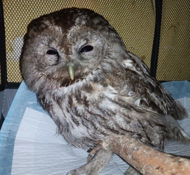 Крохотная неясыть попала под машину и чудом выжила в Воронежской области