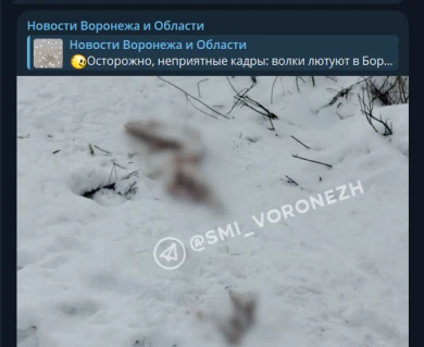 Стая волков растерзала охотничью собаку в Воронежской области