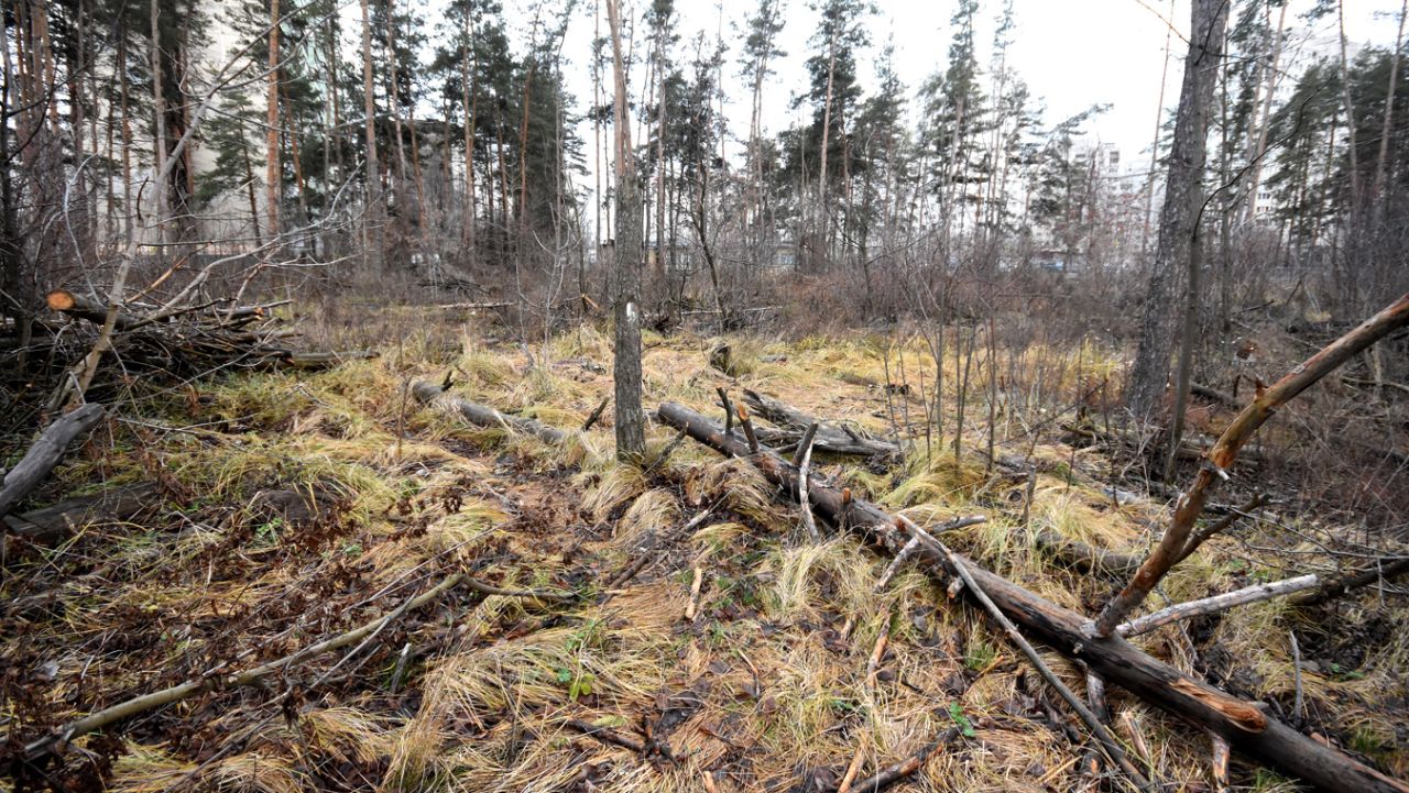 Почему продолжает погибать Северный лес и кому это выгодно