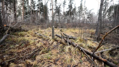 Почему продолжает погибать Северный лес и кому это выгодно