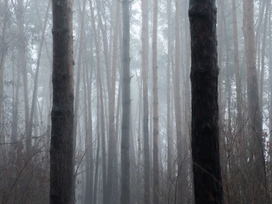 Пятеро детей пропали в Воронежской области 