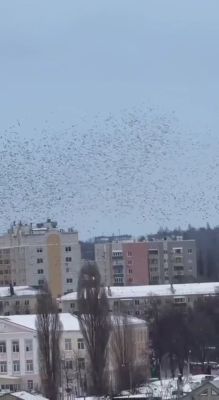 Необычным наблюдением поделился губернатор Вячеслав Гладков