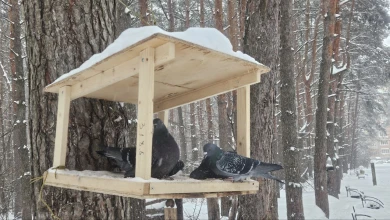 Прогноз погоды в Воронеже на понедельник, 2 февраля 