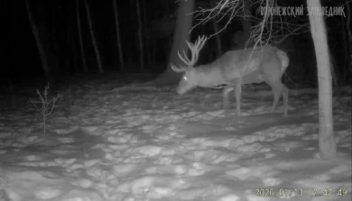 Воронежцам показали, чем занимаются лесные обитатели во время лютых морозов