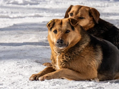 Угрожал и натравливал собаку. На соседа-чудовище пожаловалась воронежанка Бастрыкину