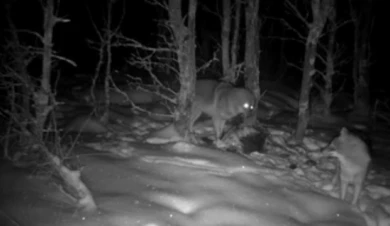 Новый вид зверей поселился в воронежском заповеднике