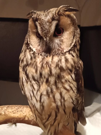 Раненую сову нашли на обочине воронежской трассы