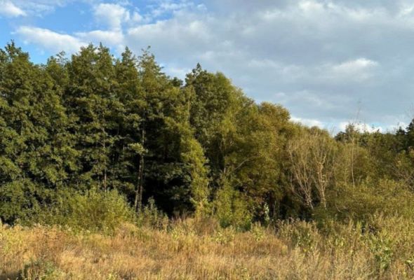 Огромный участок леса незаконно попал в частную собственность под Воронежем 